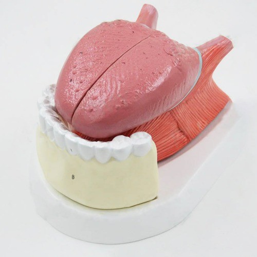 인체 혀 해부학 모형(4pcs)